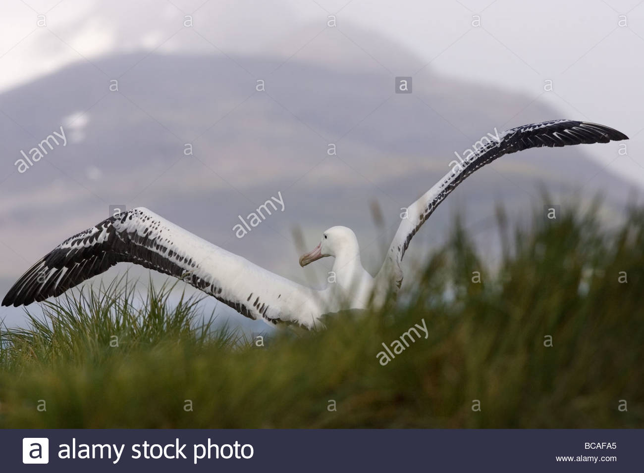 Wandering albatross in flight hi-res stock photography and images - Alamy
