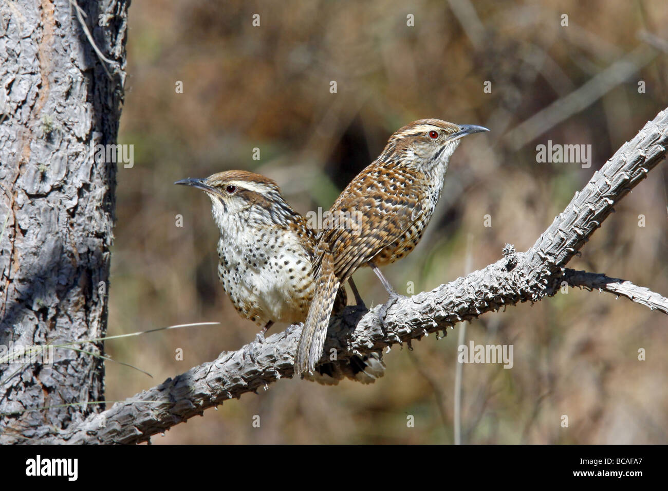 Spotted Wren Stock Photo