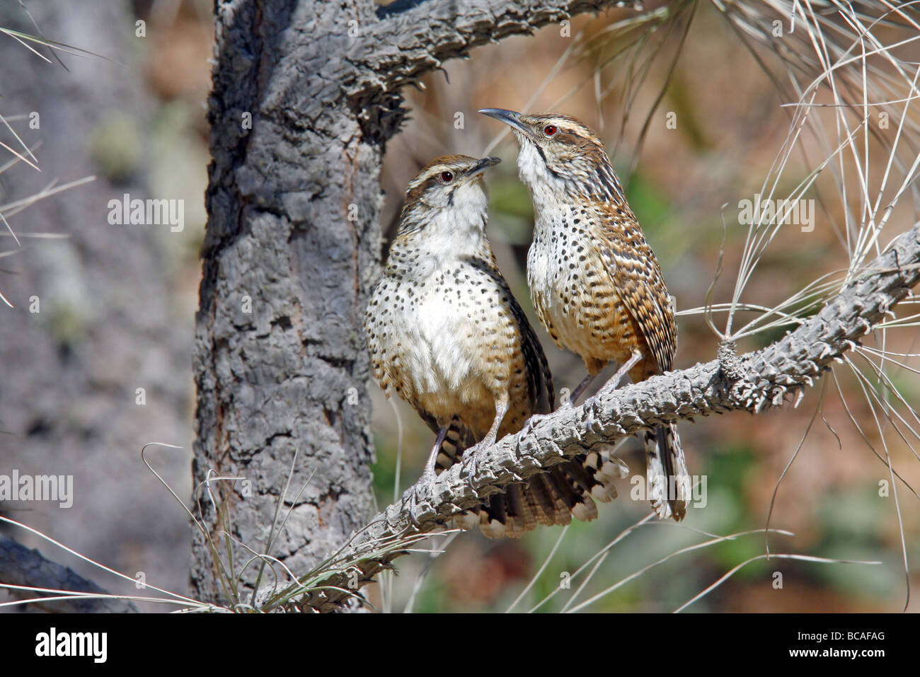 Spotted Wren Stock Photo