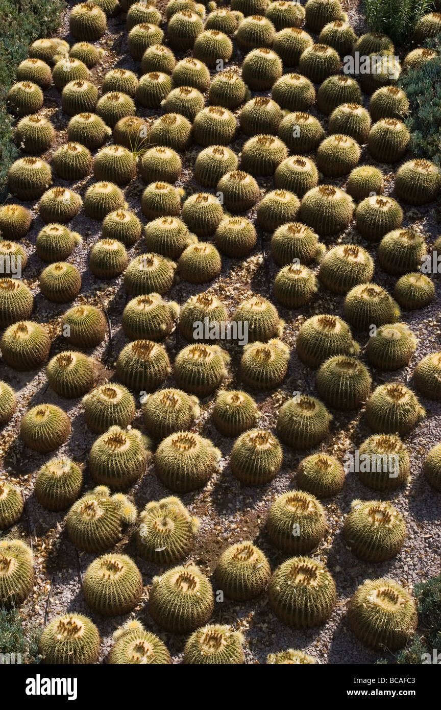 Cactus garden patterns at the J. Paul Getty Museum. Stock Photo