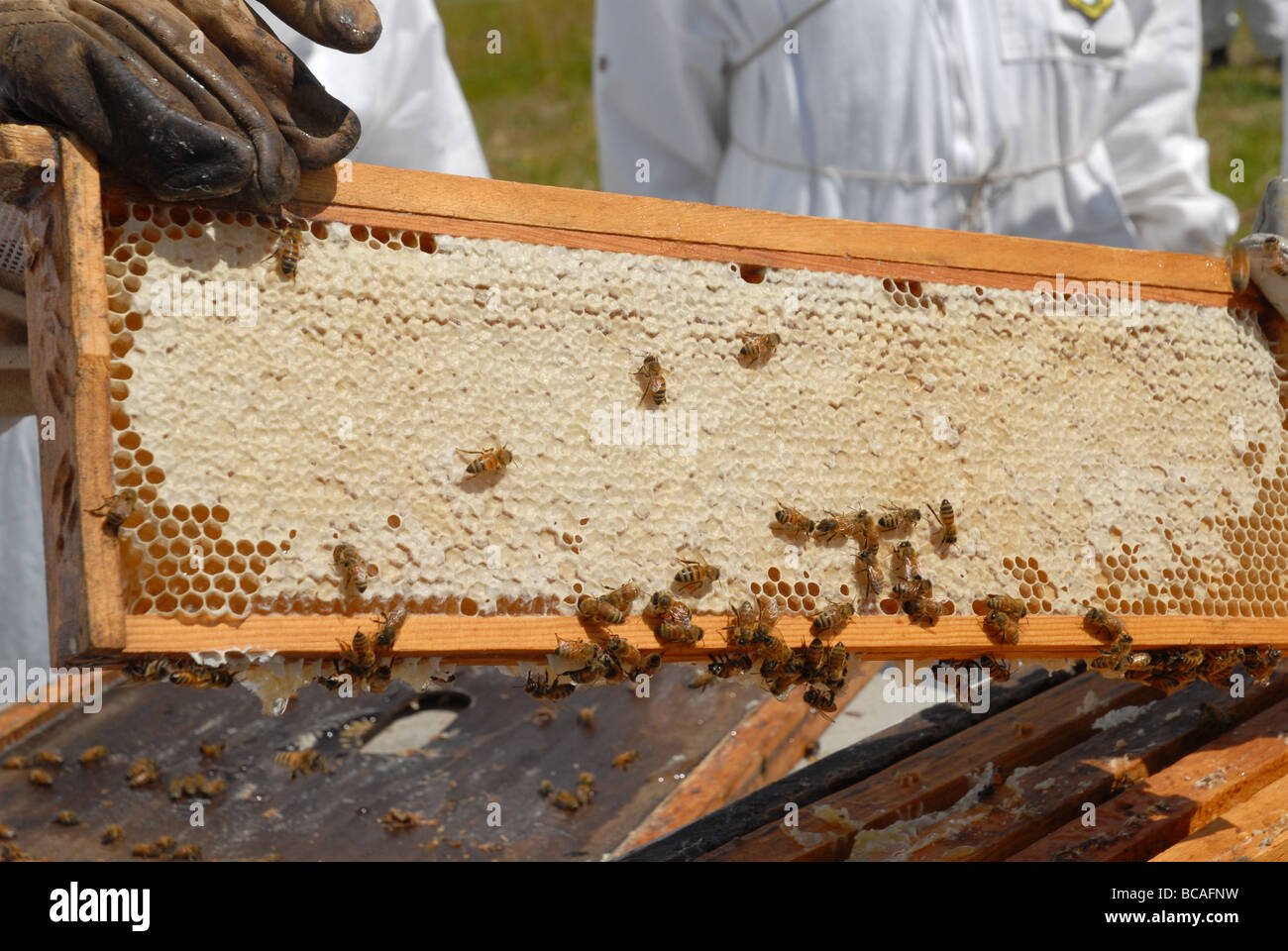 A frame of capped honey from the beehive Stock Photo Alamy