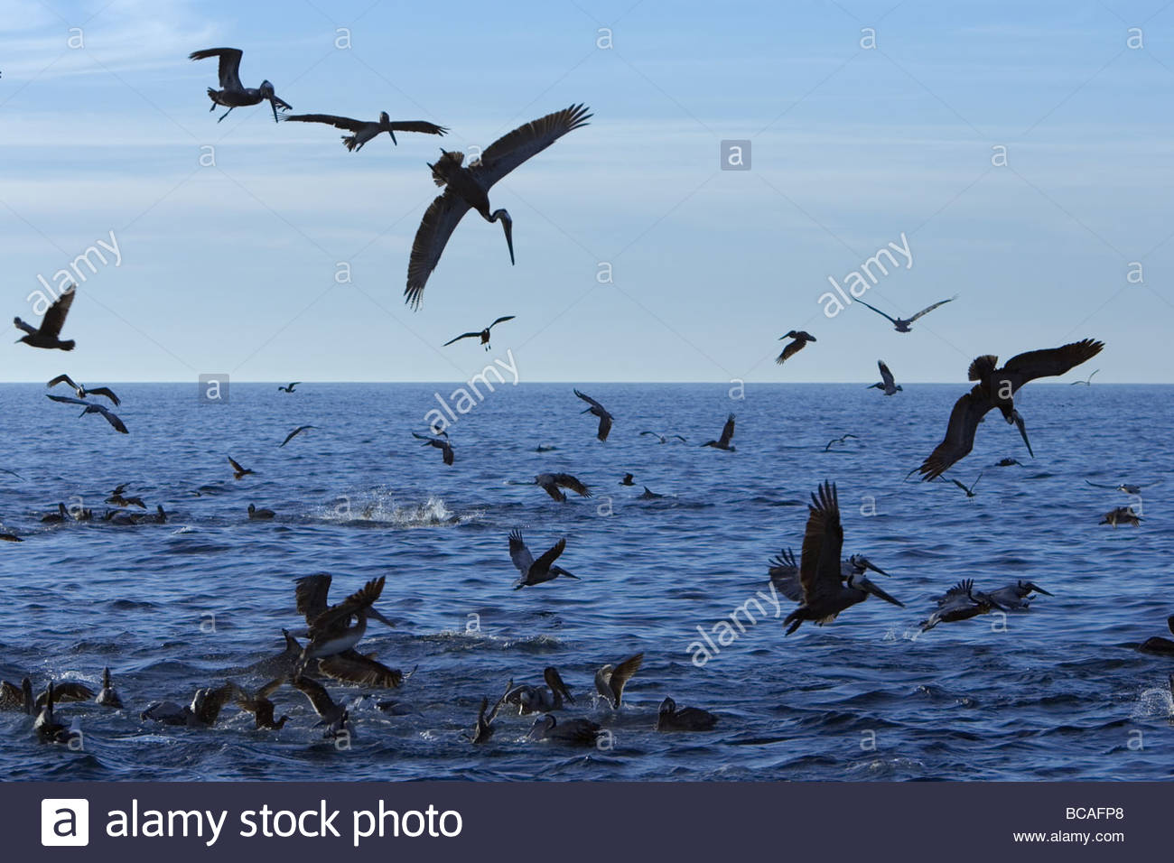 Brown pelicans and Heerman's gulls Gulf of California, Mexico. Stock Photo