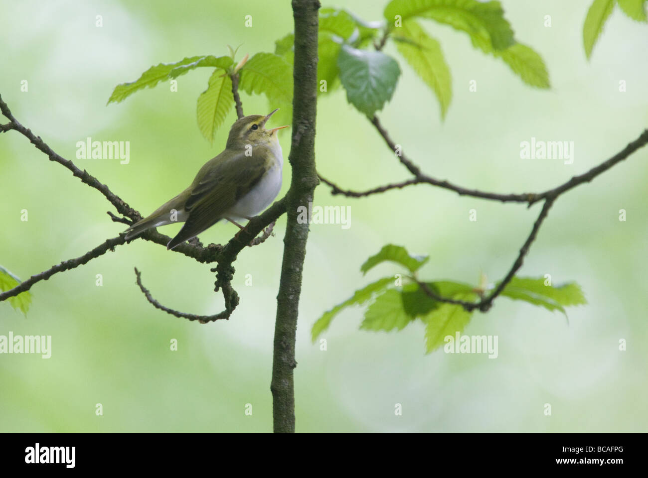 Wood warbler singing (Phylloscopus sibilatrix) at the Nagshead RSPB nature reserve in the Forest of Dean, Gloucestershire UK Stock Photo