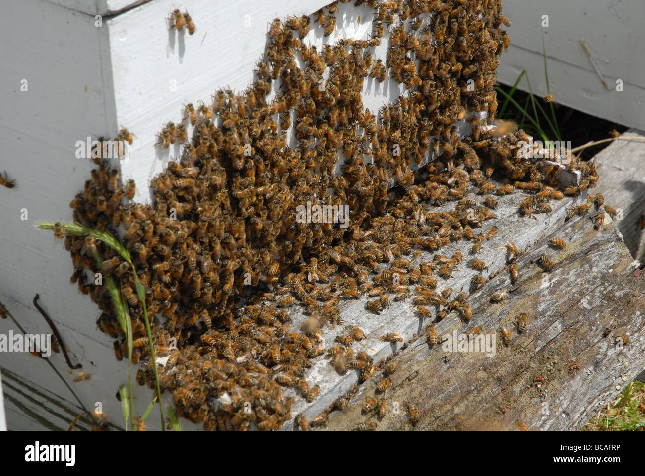 Bees hanging out on the front of the hive Stock Photo Alamy