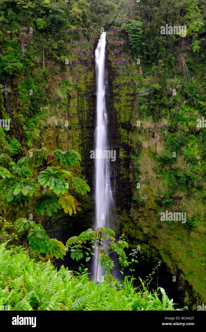 The Akaka Falls, Hawaii, USA. Stock Photo