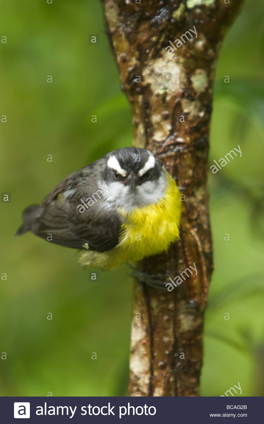 Bananaquit, Monteverde Biological Reserve, Costa Rica. Stock Photo