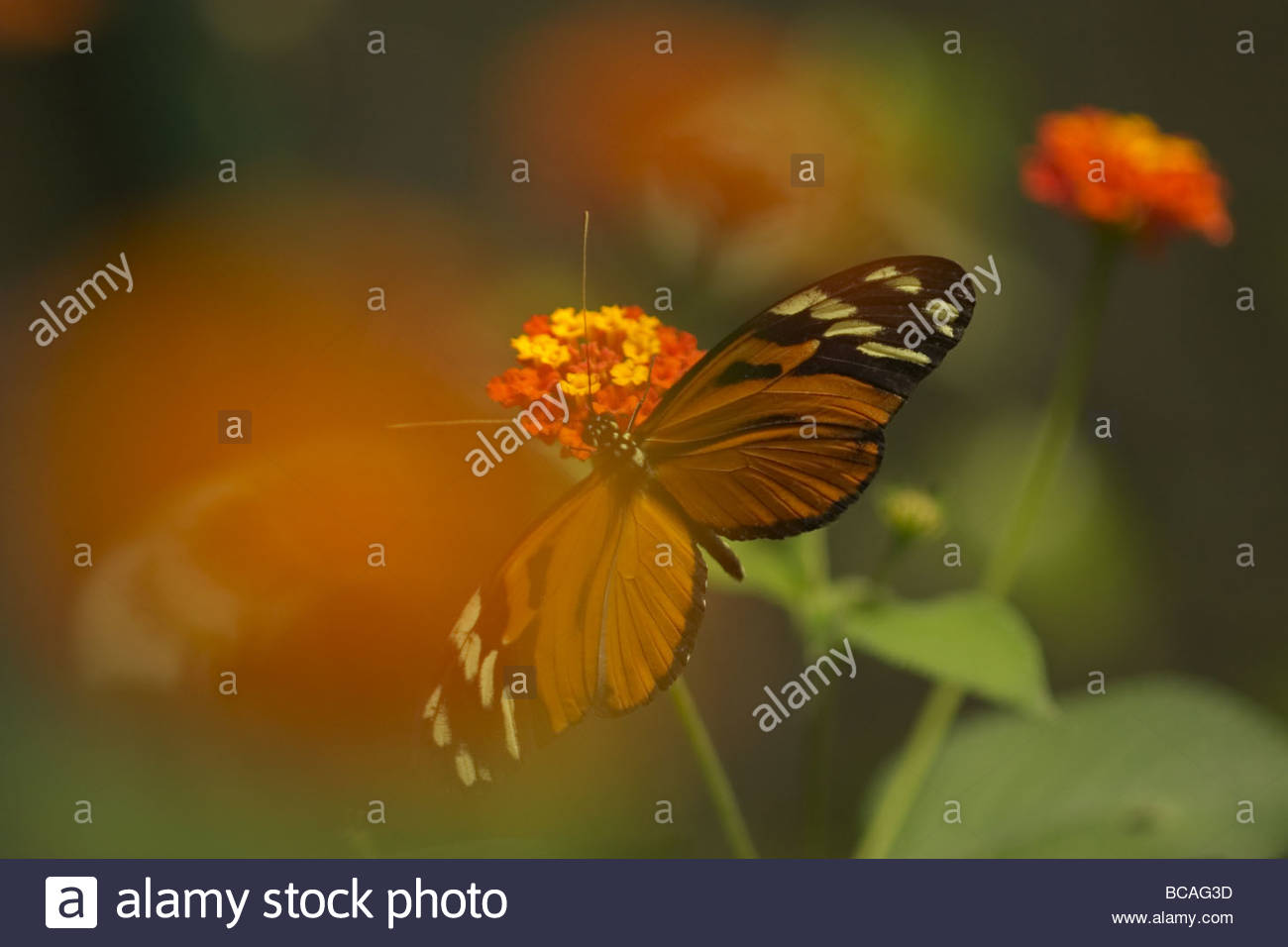 Heliconia Butterfly, Monteverde Biological Reserve, Costa Rica. Stock Photo