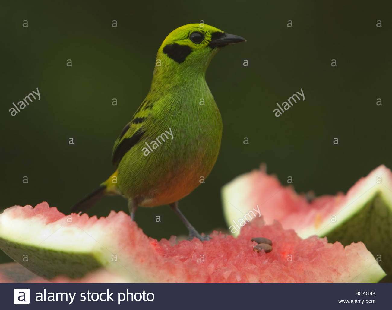 Emerald Tanager on birdfeeder, Arenal Observatory Lodge, Costa Rica. Stock Photo