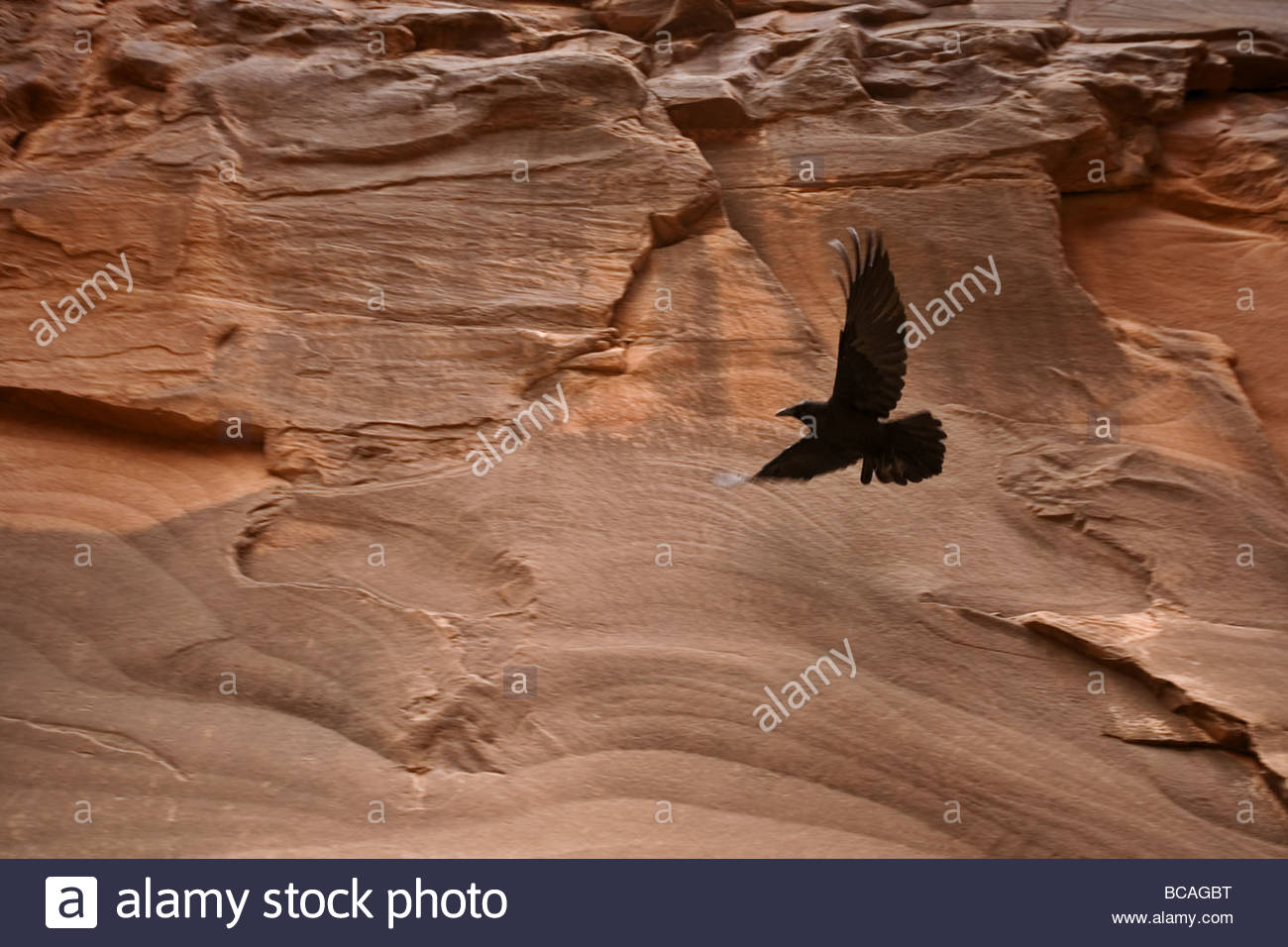 Raven in flight, North Canyon, Marble Canyon, Arizona Stock Photo - Alamy
