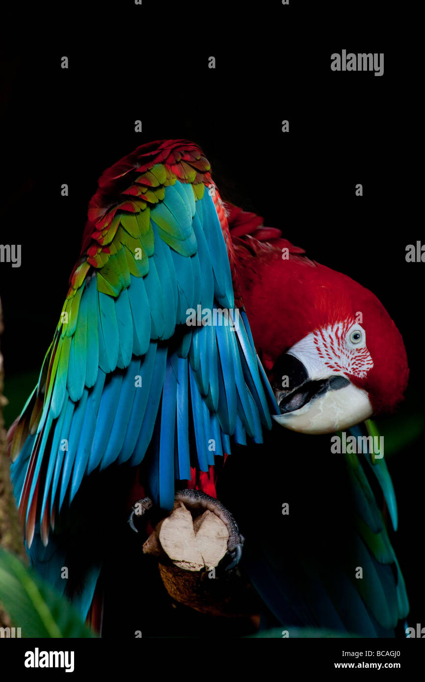 Red and Green macaw, Ara chloroptera Manu Stock Photo