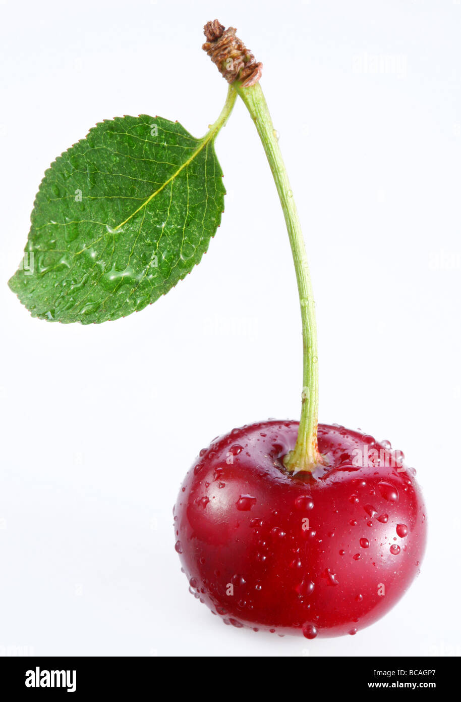 Cherry on a white background Stock Photo