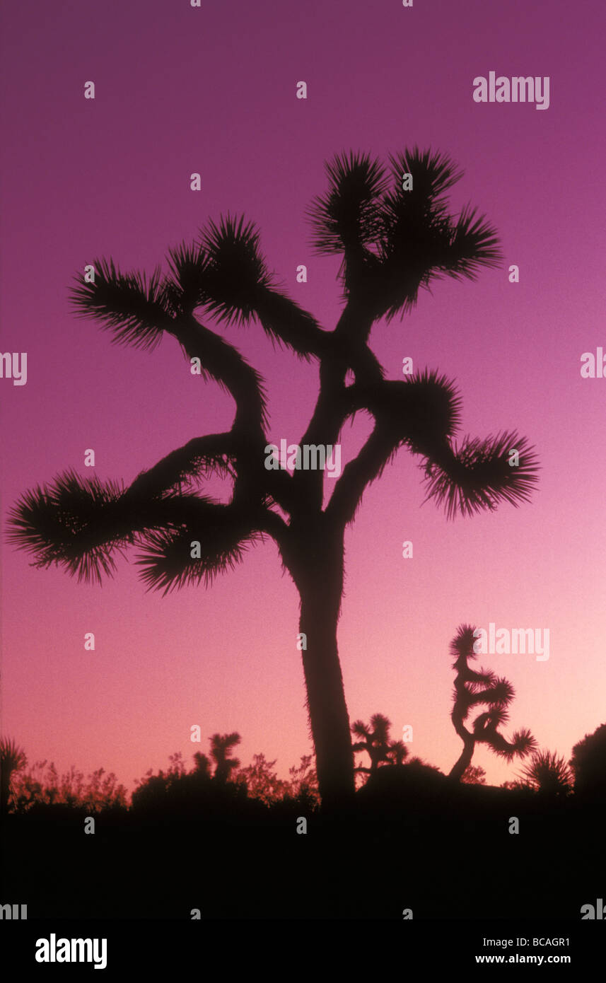 Joshua trees with colored gel Stock Photo Alamy