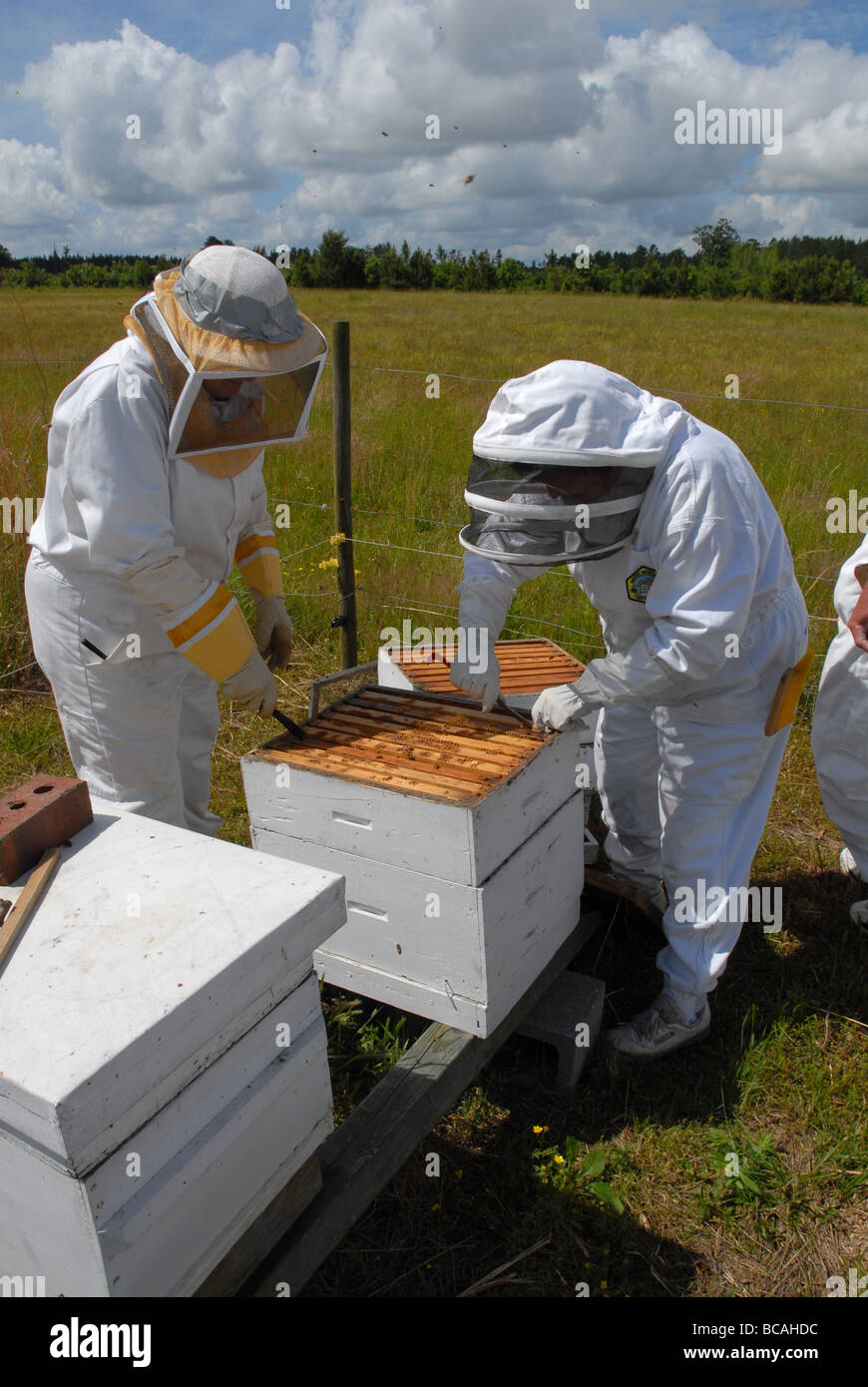 Beekeepers inspecting a Beehive. Stock Photo