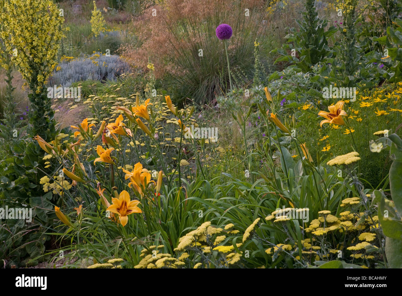 Prairie planting of perennials and grasses Stock Photo