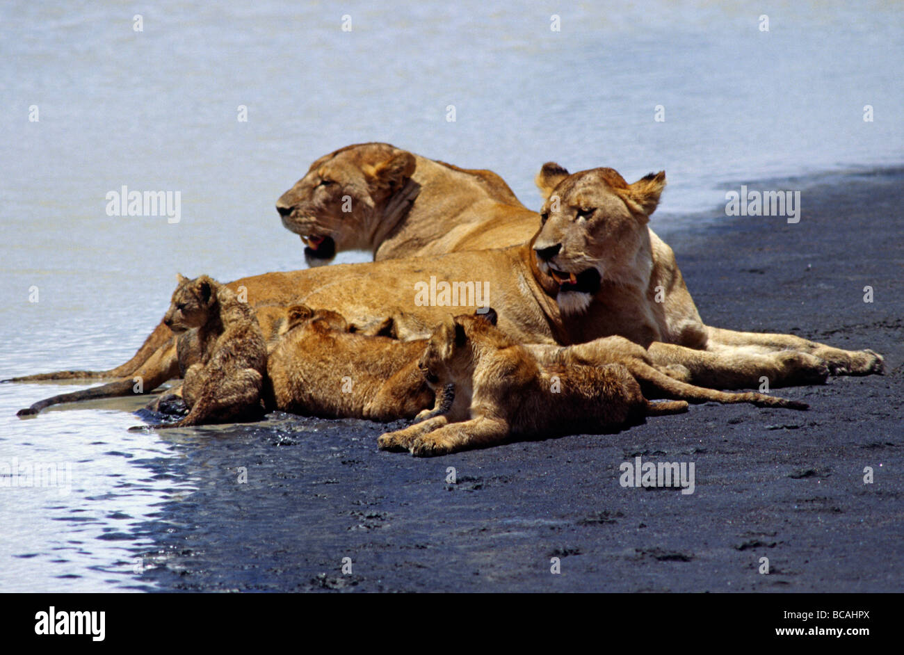 A pair of LIONESSES Panthera Leo babysit their cubs NGORONGORO CRATER ...