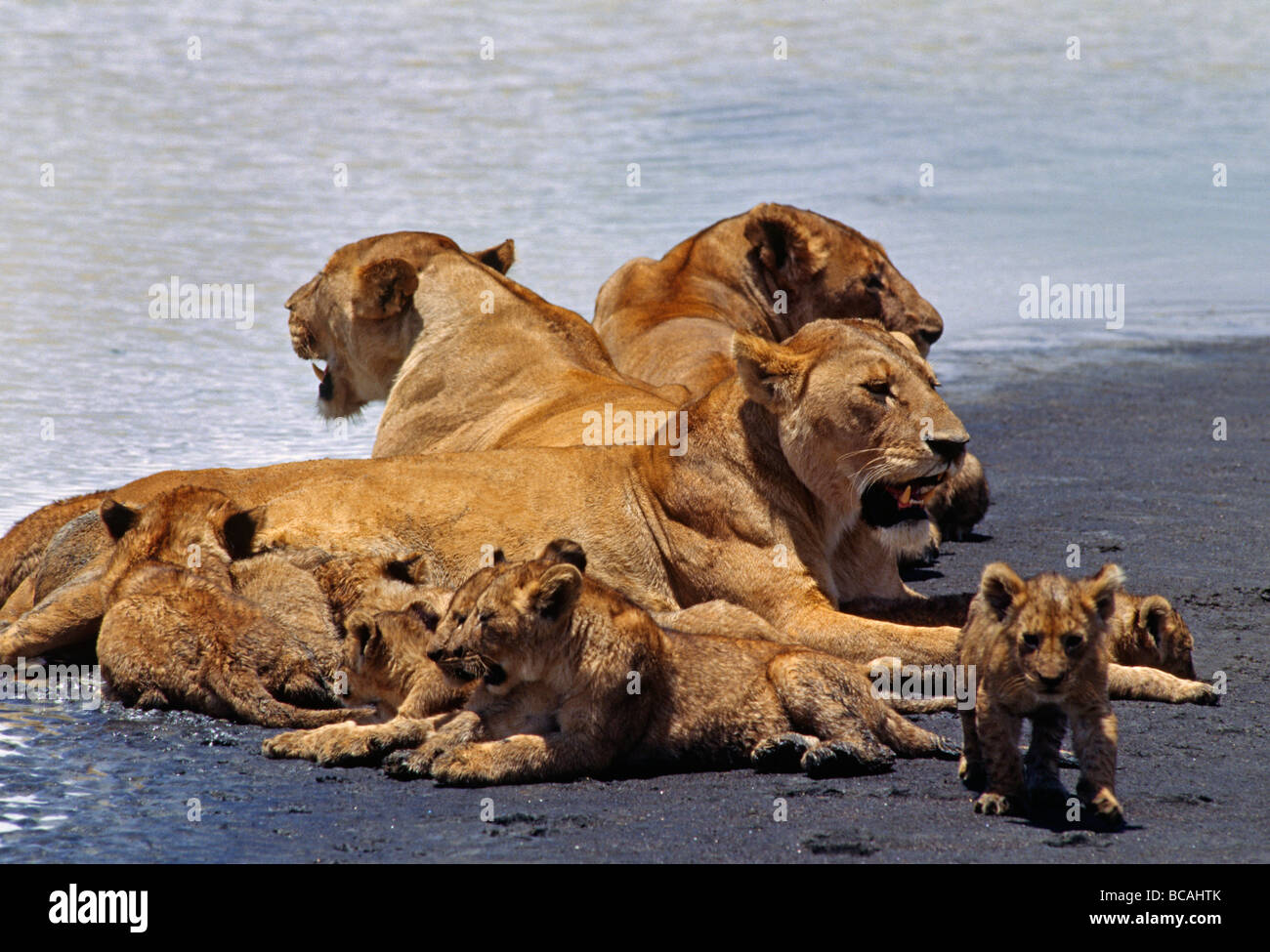 A pride of LIONESSES Panthera Leo babysit their cubs NGORONGORO CRATER ...
