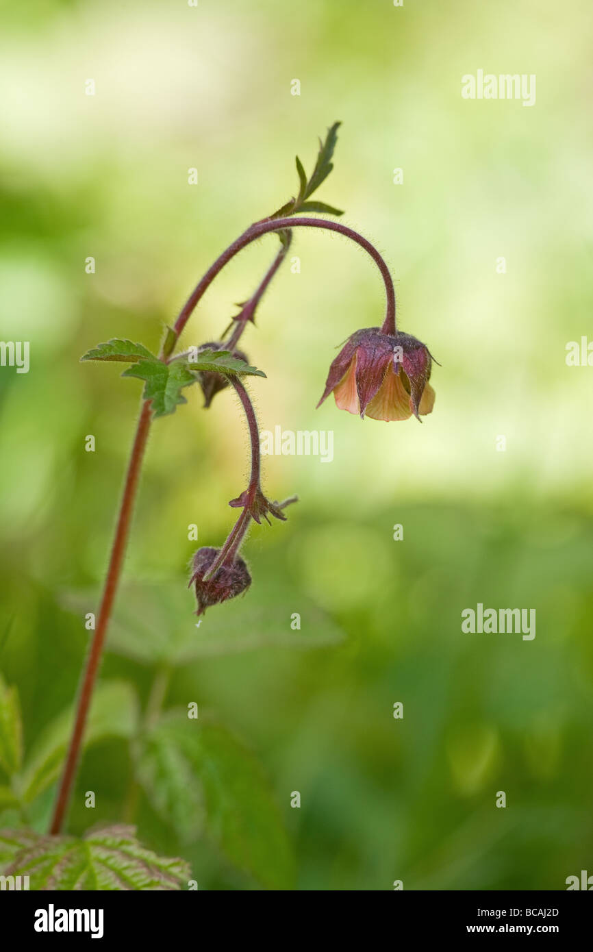 Water avens geum rivale hi-res stock photography and images - Alamy