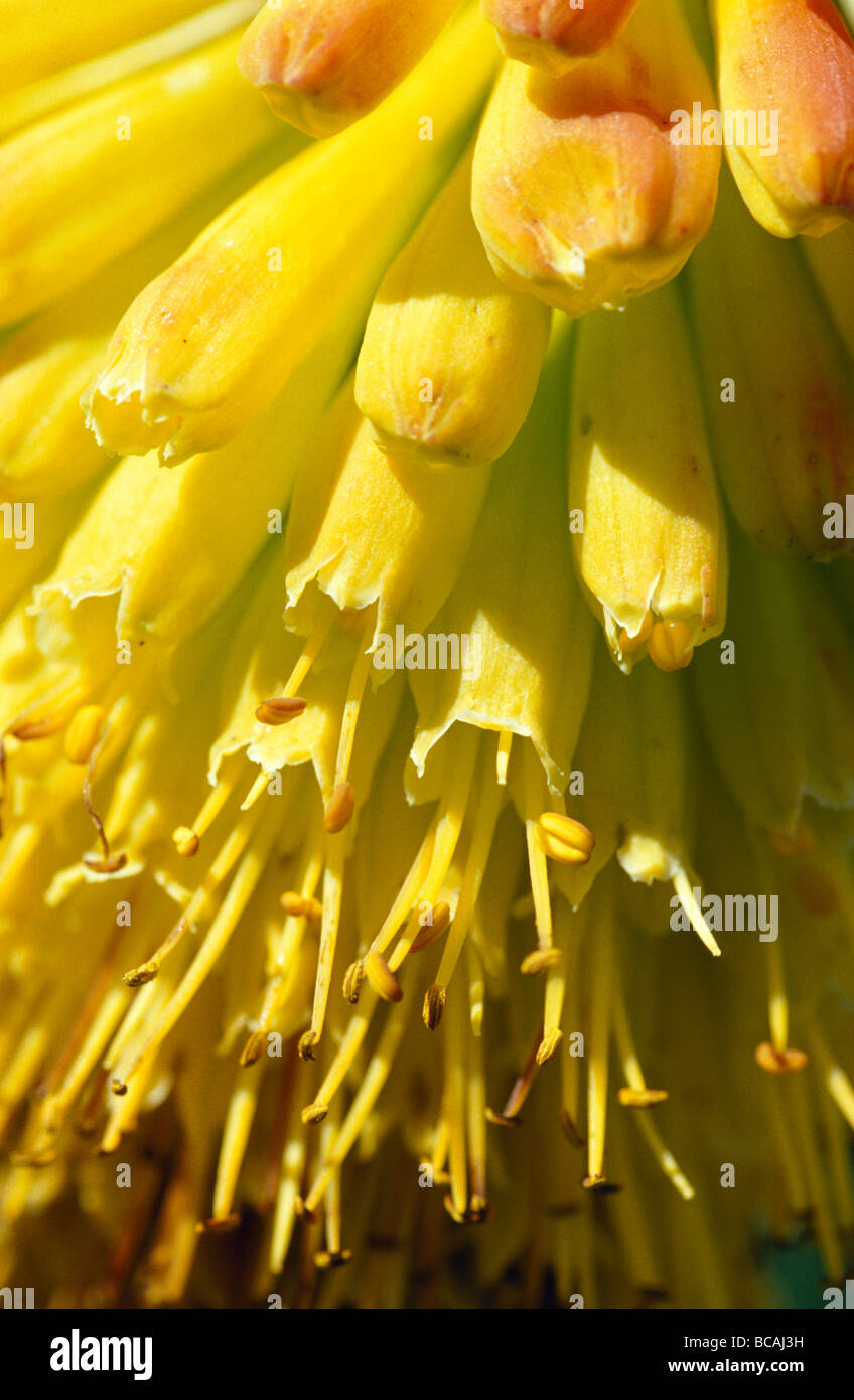 The bright yellow bells of a Red-Hot Poker, Kniphophia Thomsoni. Stock Photo