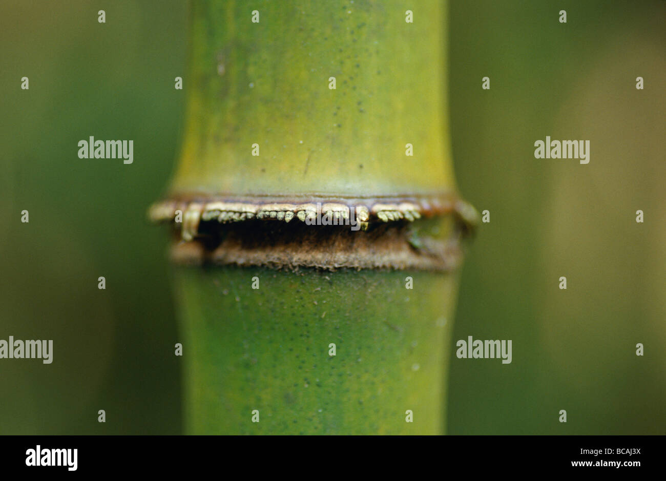 Closeup of a growth ring of a Mountain Bamboo, Arundinaria Alpina. Stock Photo