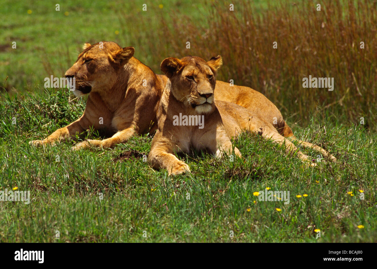 A pair of female LIONS Panthera Leo rest during the heat of the day ...