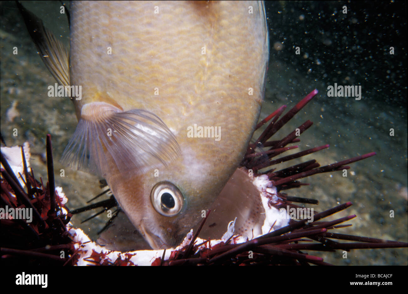 Heliocidaris turberculata hi-res stock photography and images - Alamy