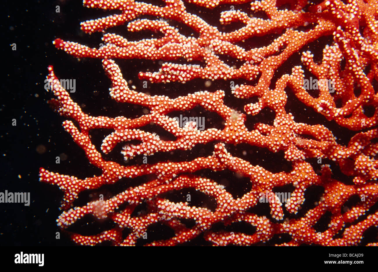 A bright red Soft Coral Gorgonian Mopsella species feeding on a reef. Stock Photo
