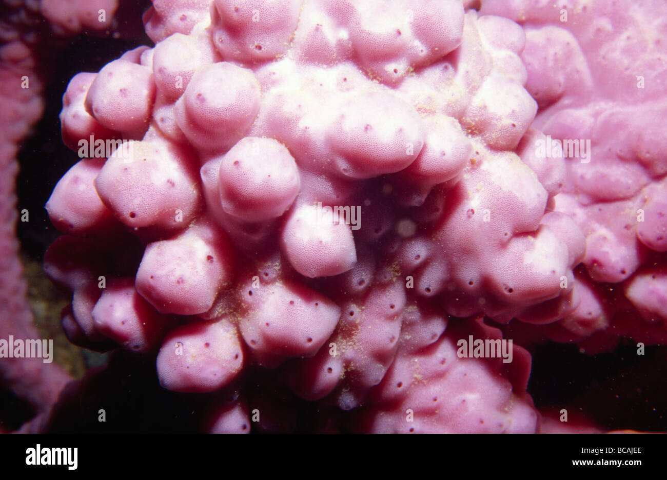 A bright pink Sponge from the Phylum Porifera adorns a coral reef Stock