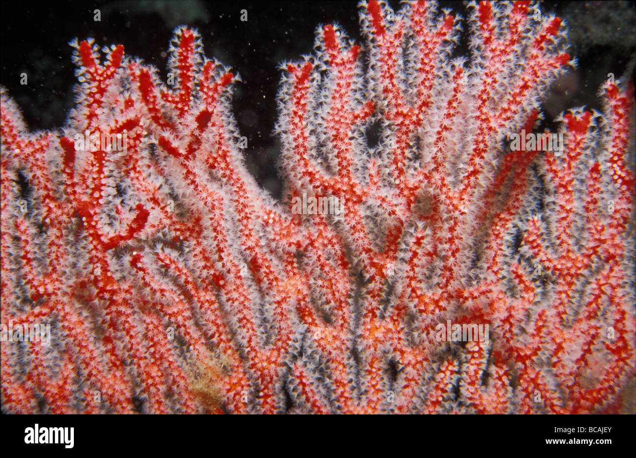 A bright red Soft Coral Gorgonian Mopsella species feeds on plankton. Stock Photo