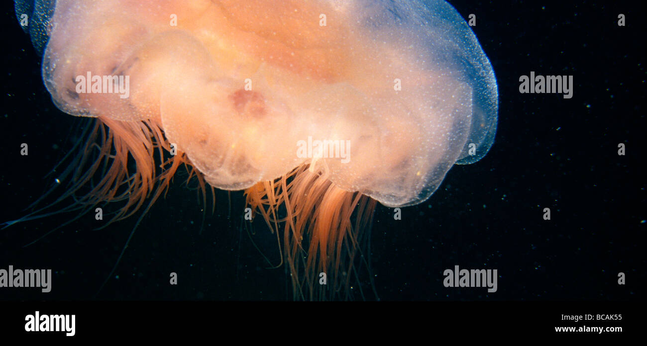 A Lions Mane Jelly's delicate peach tendrils carry a painful sting. Stock Photo