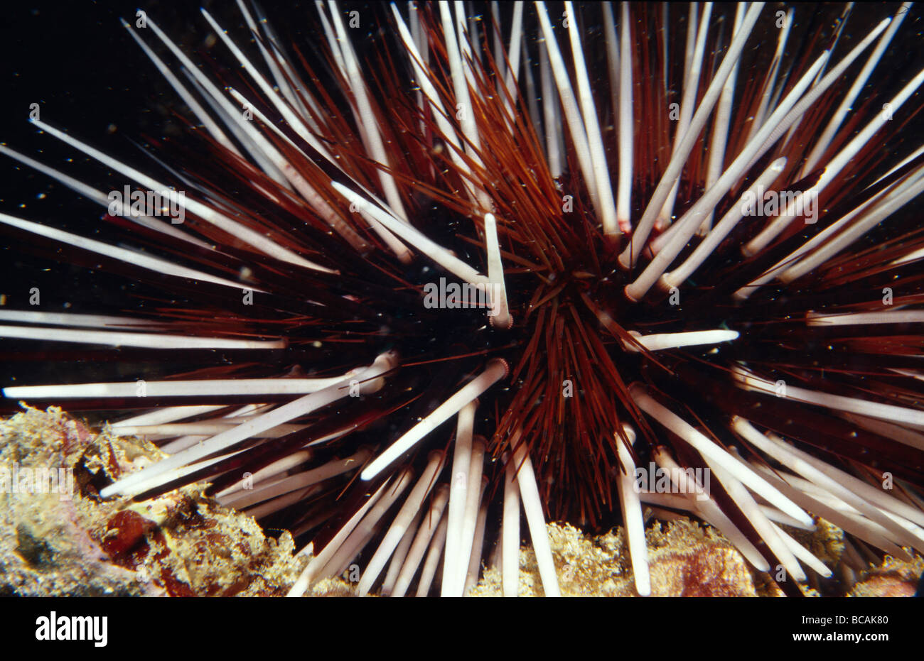 The dangerous burgundy spines of the Sea Urchin Echinothrix Calamaris. Stock Photo