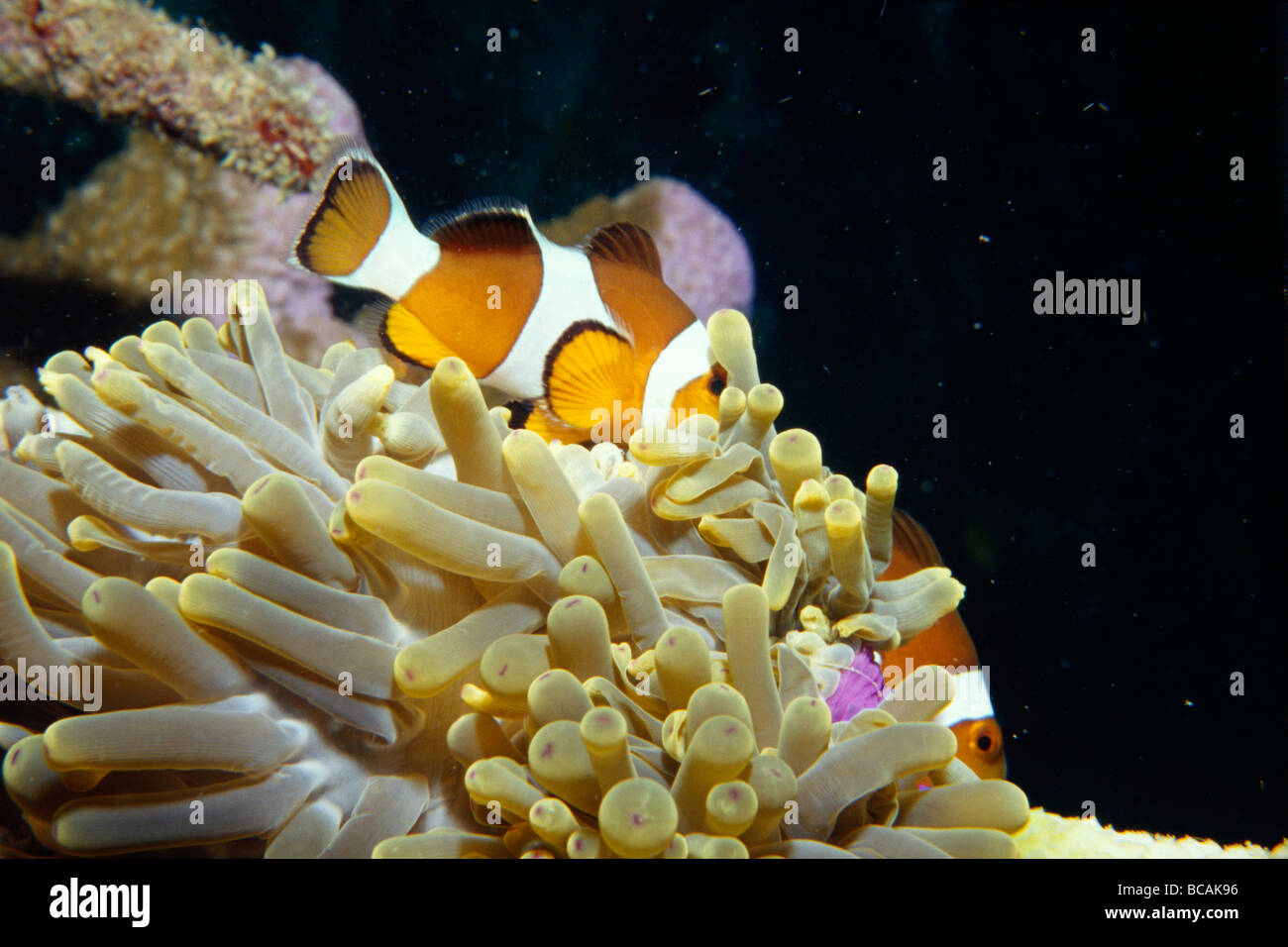 A brightly orange patterned Clownfish defending a Sea Anemone. Stock Photo