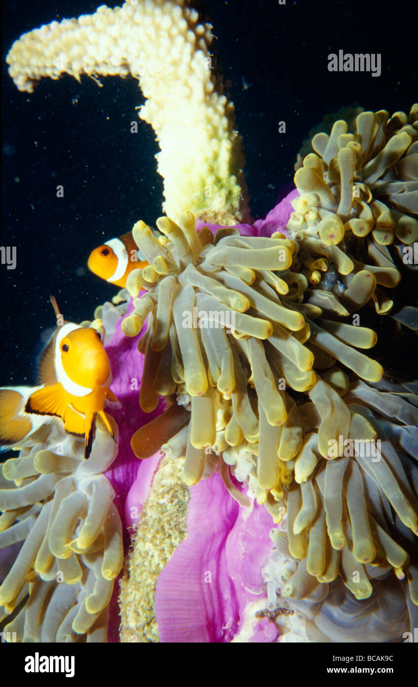 A brightly orange patterned Clownfish defending a Sea Anemone. Stock Photo