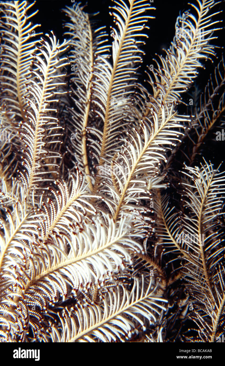 The colorful dainty tendrils of a Crinoid Featherstar filter feeding. Stock Photo