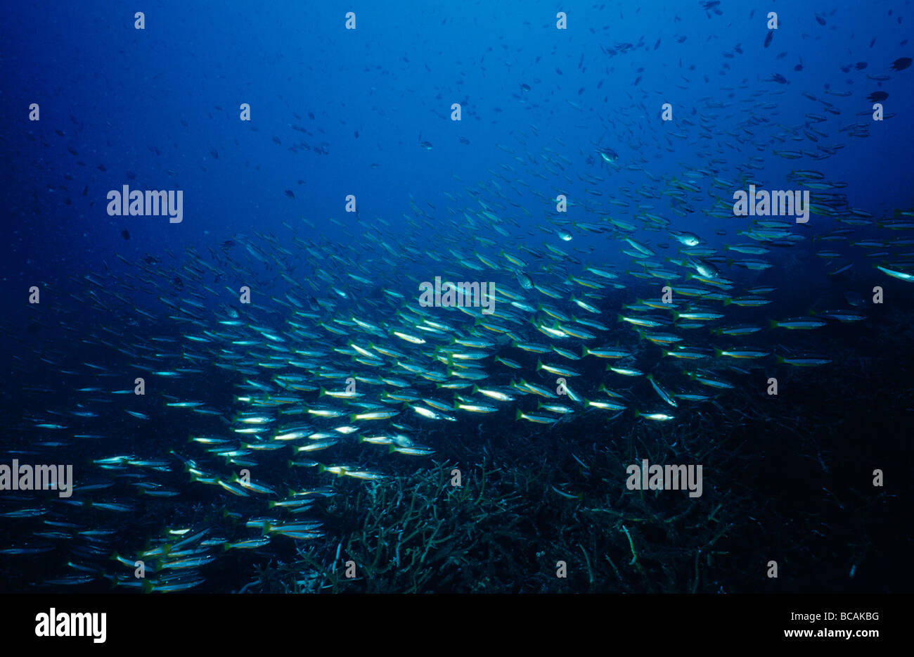 A swarming shoal Two Spotted Banded Snappers, Lutjanus biguttatus, over a reef. Stock Photo