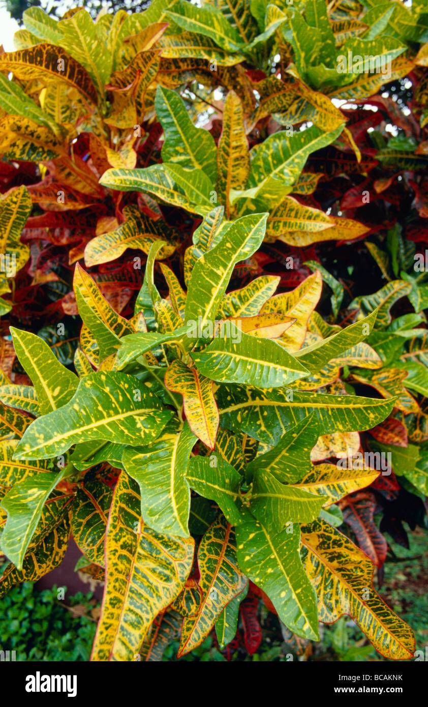 A cluster of variegated leaves of the Croton, Codiaeum variegatum. Stock Photo