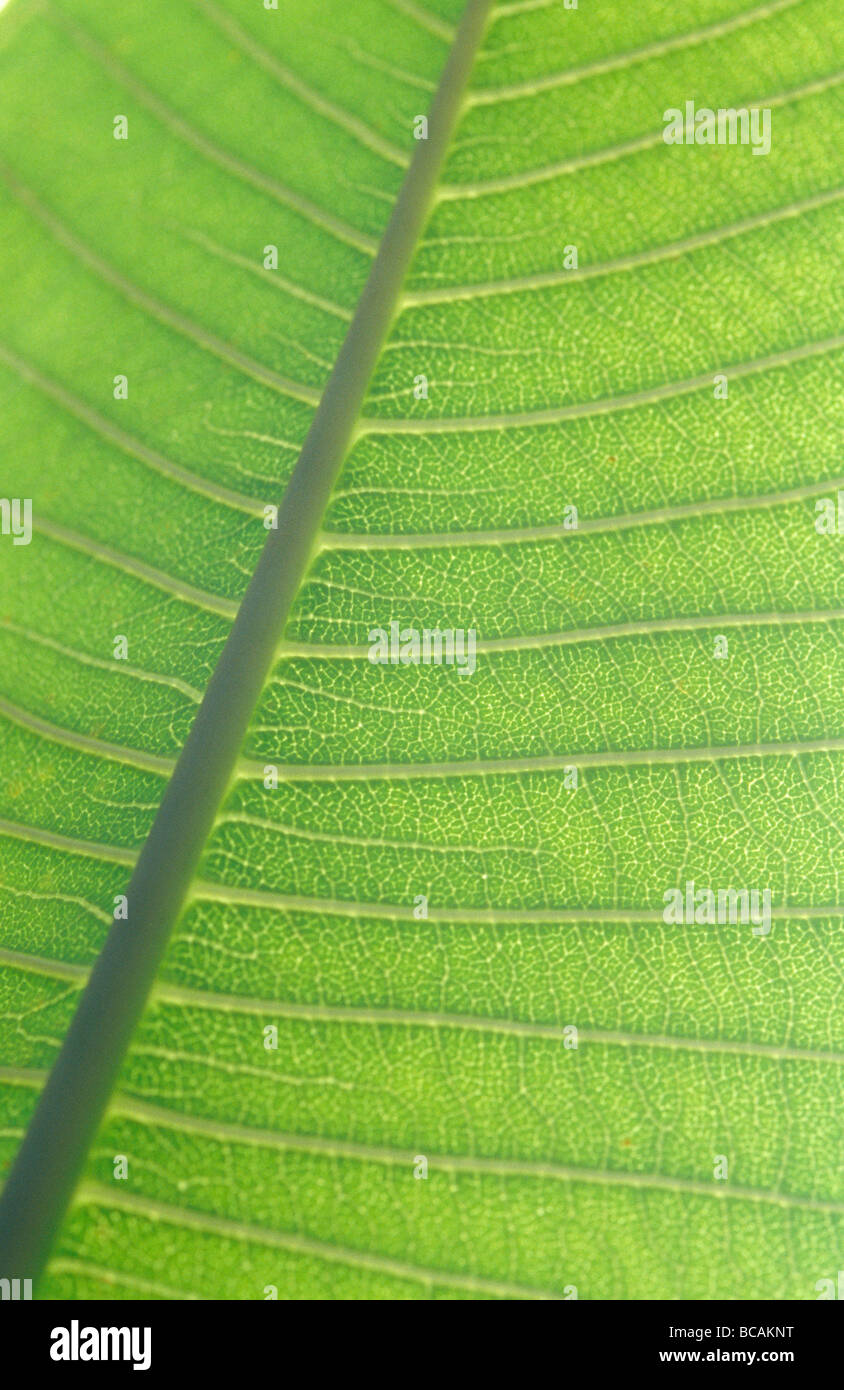 The delicate backlit veins of a textured banana leaf of the Genus Musa Stock Photo