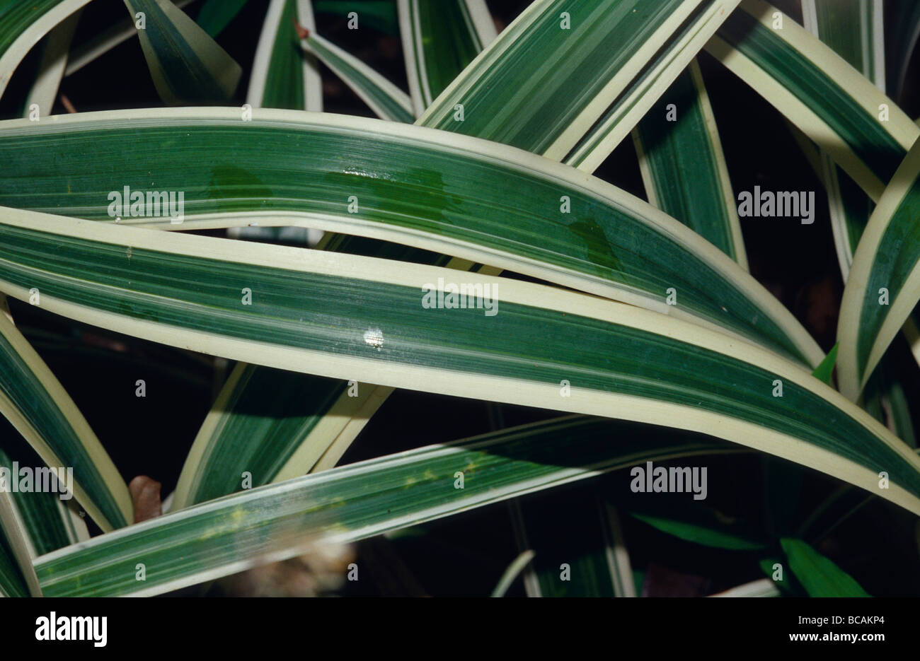 The leaves of the Liriope are often called Border Grass or Lilyturf. Stock Photo