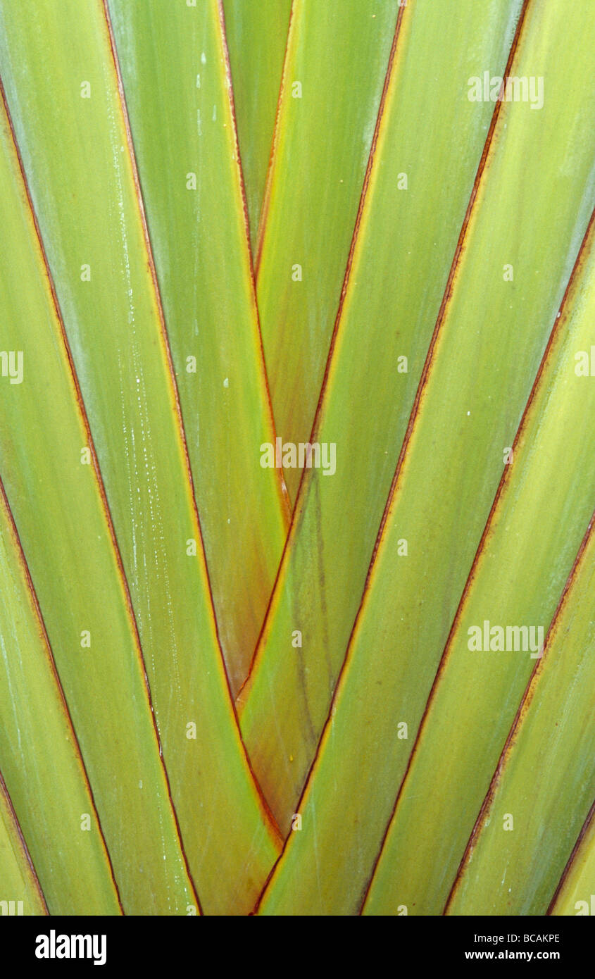 The tightly fitting joins of new palm tree fronds fan out diagonally. Stock Photo