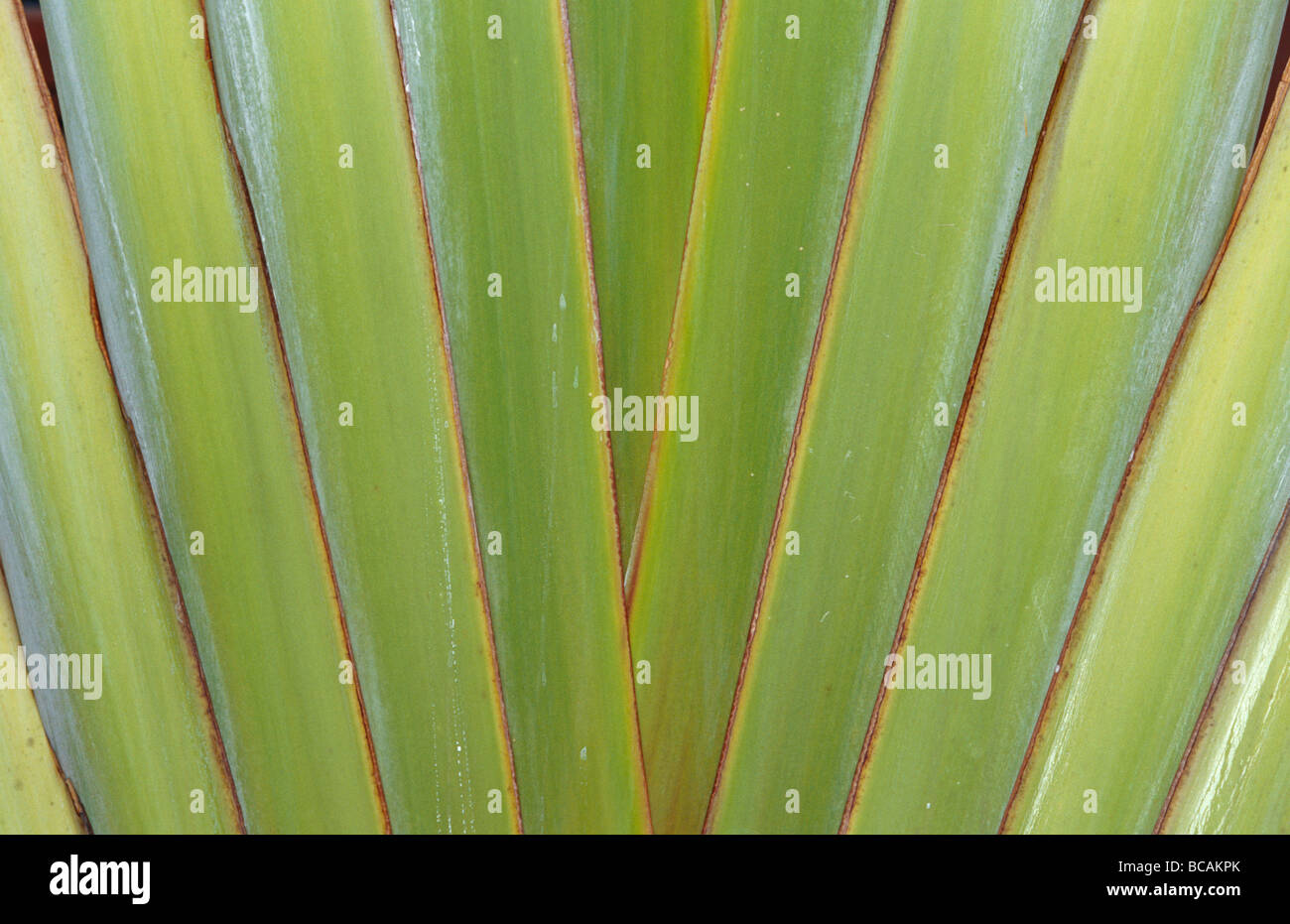 The tightly fitting joins of new palm tree fronds fan out diagonally. Stock Photo