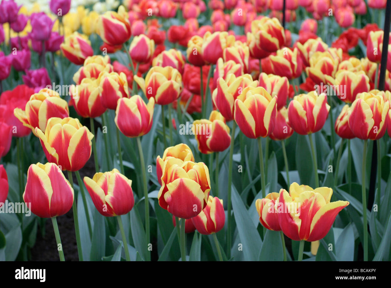 Colourful tulips at Keukenhof in Holland Stock Photo - Alamy