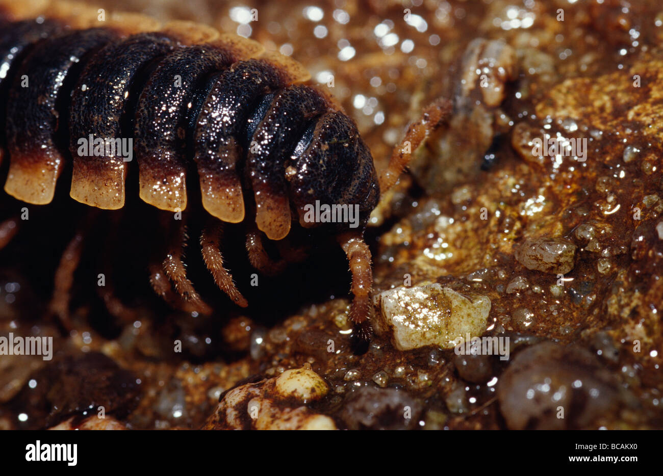 A huge ominous brown and yellow centipede on the rainforest floor. Stock Photo