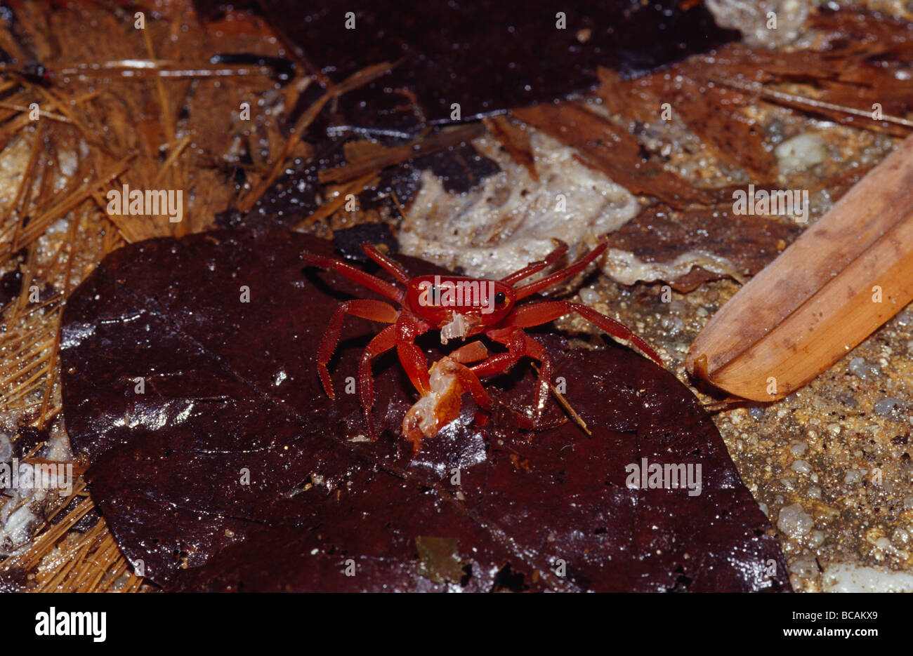 A bright red Mountain Crab feeds on another crab in the rainforest. Stock Photo