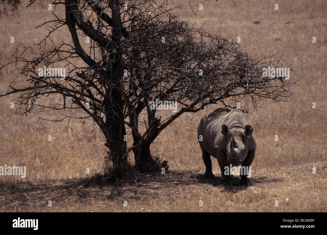 A Black Rhinoceros resting in the shade beneath a withered Acacia. Stock Photo