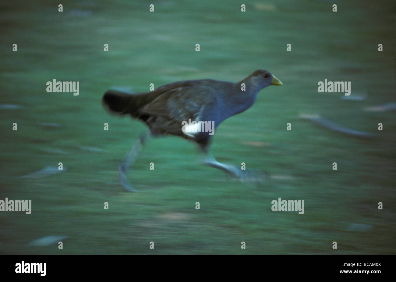 A fleeing Tasmanian Native Hen running through river grasslands. Stock Photo