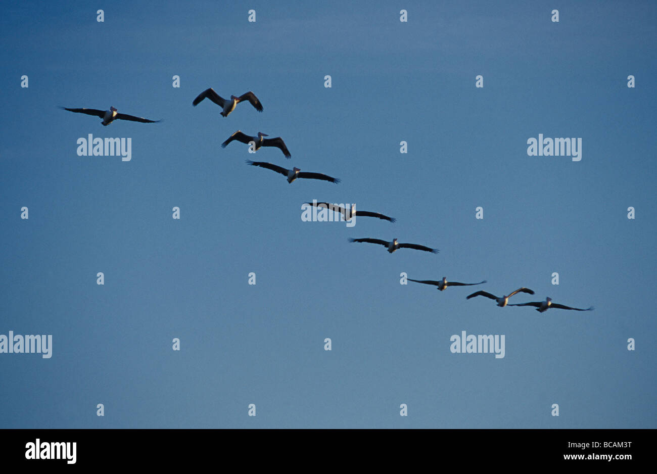An Australian Pelican flock in flight formation against a blue sky. Stock Photo