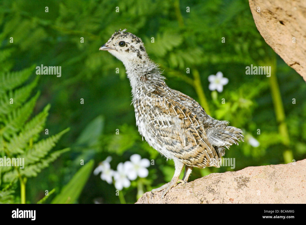 young Dusky Grouse Stock Photo