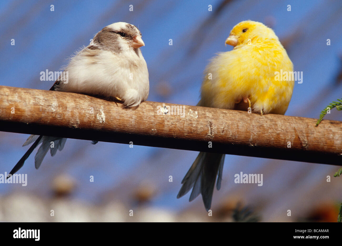 Two Canaries contentedly seated on a perch in an aviary. Stock Photo