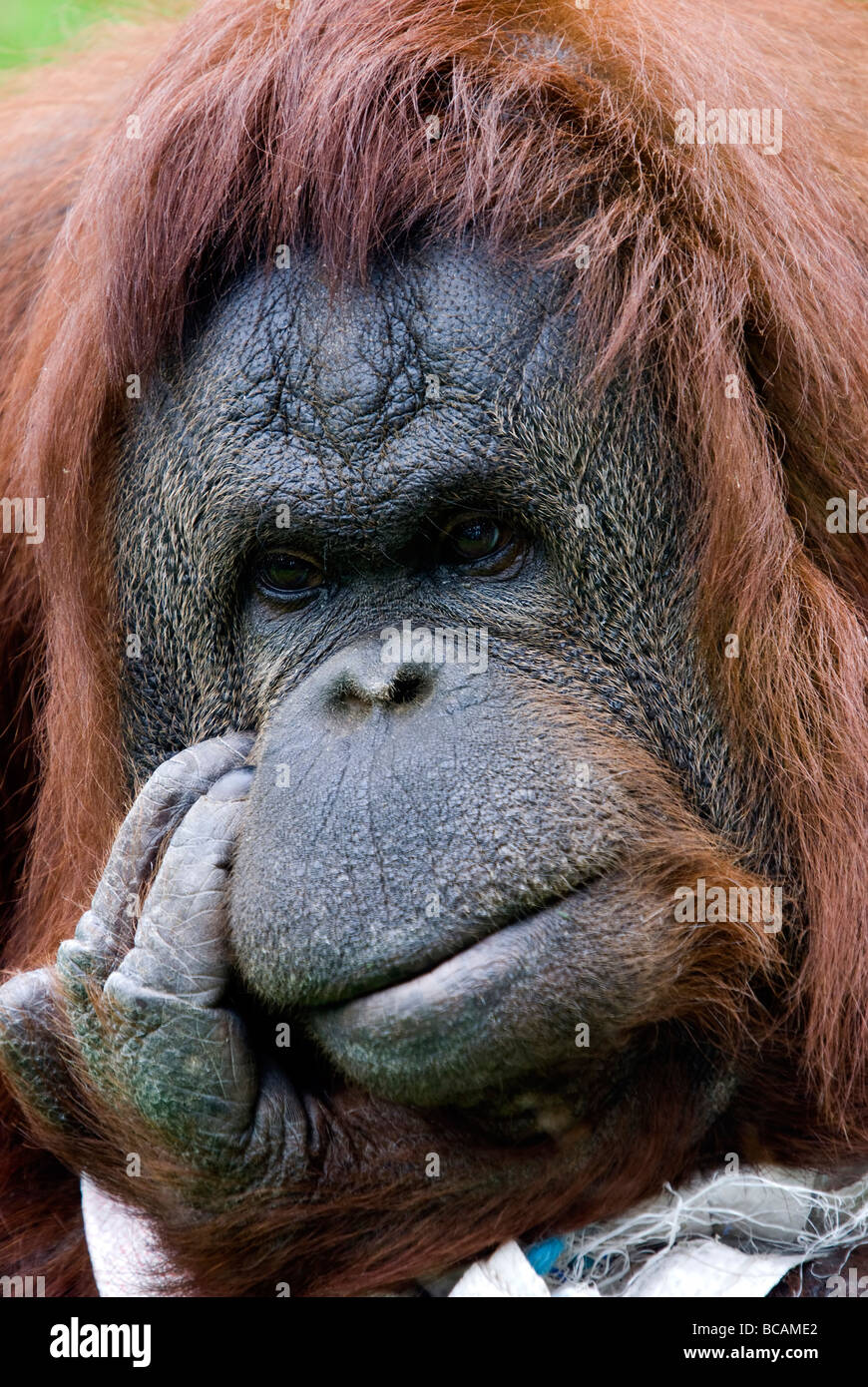 Bornean Orangutan close up Stock Photo