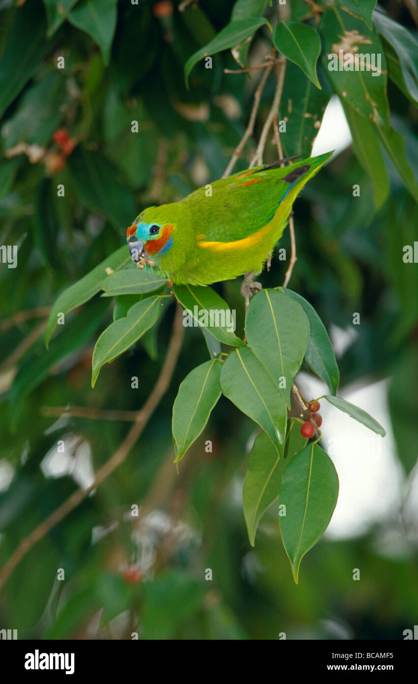 Fig parrot hires stock photography and images Alamy