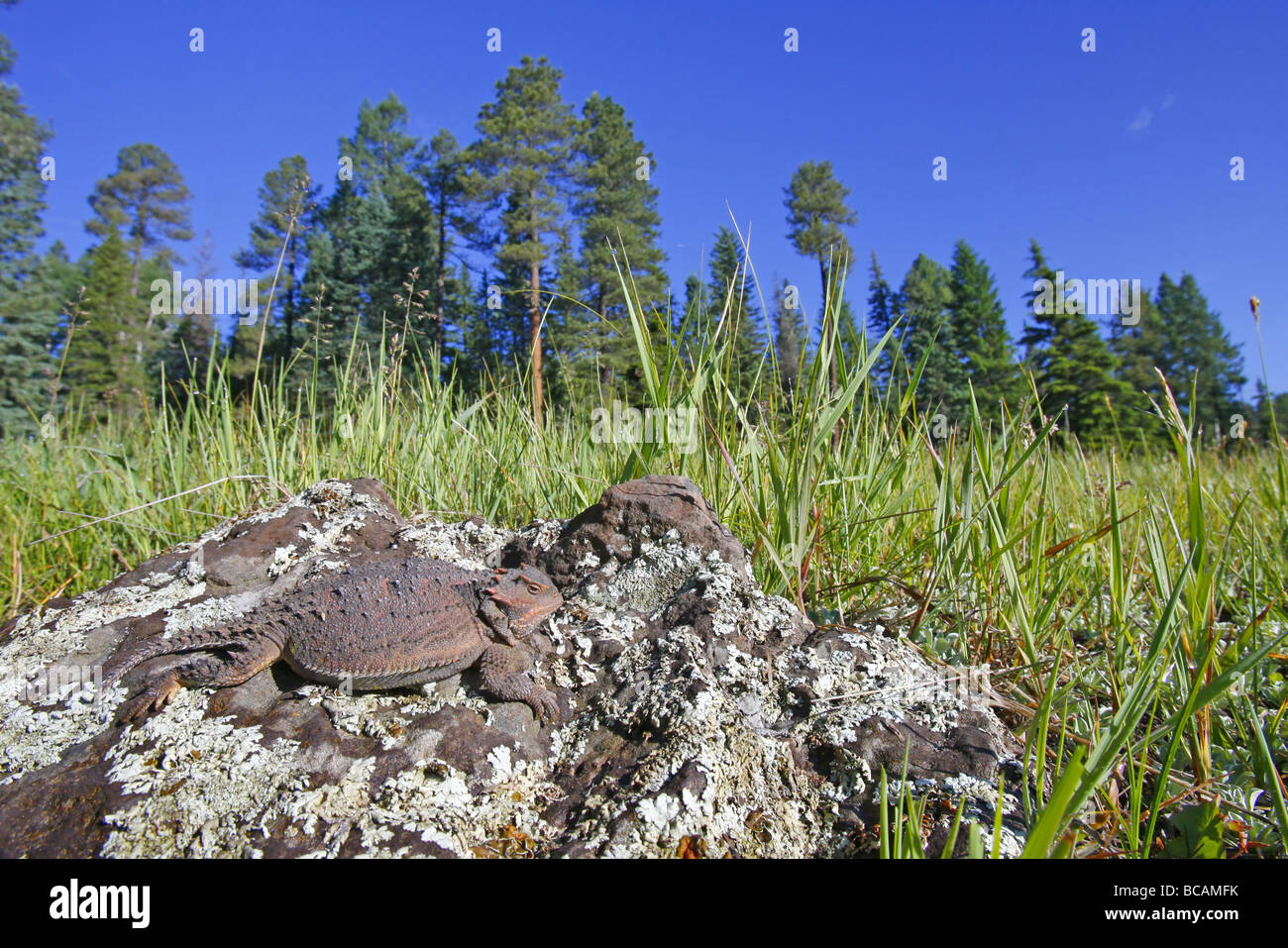 Greater Short-horned Lizard Stock Photo